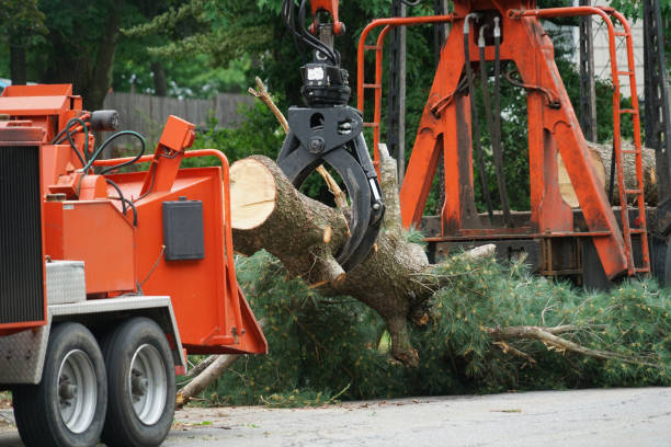 Best Best Tree Removal Services  in Morgantown, WV